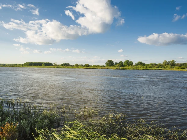 Birdwatching an der Oder bei Neuzelle