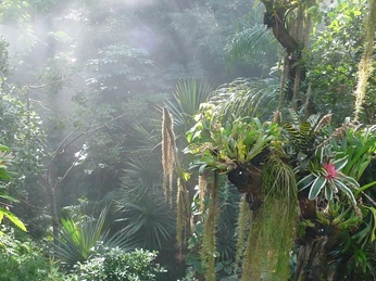 Blick in den Dschungel der Biosphäre Potsdam
