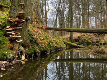 Rundweg Schlaubemühle