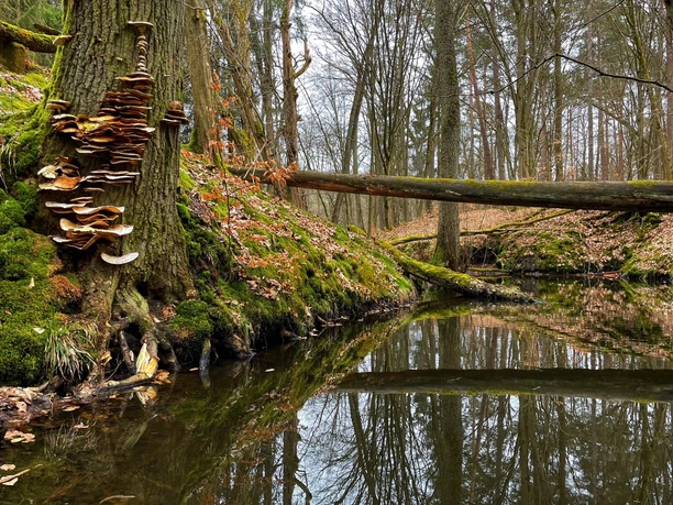 Rundweg Schlaubemühle