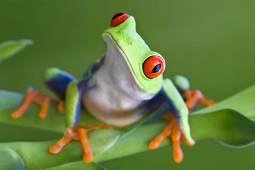 Rotaugenlaubfrosch