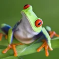 Rotaugenlaubfrosch