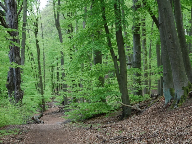 Rundweg Großer Treppelsee