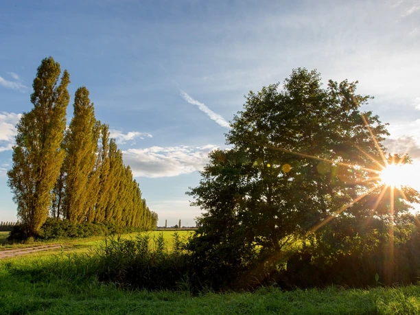 Pappeln im Oderbruch