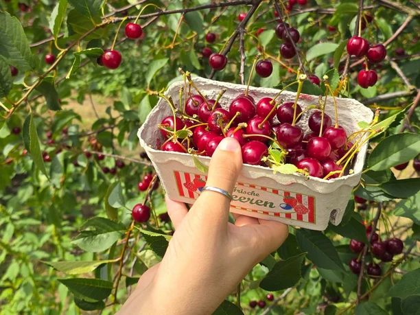 Sauerkirschen ernten Sauerkirschen ernten