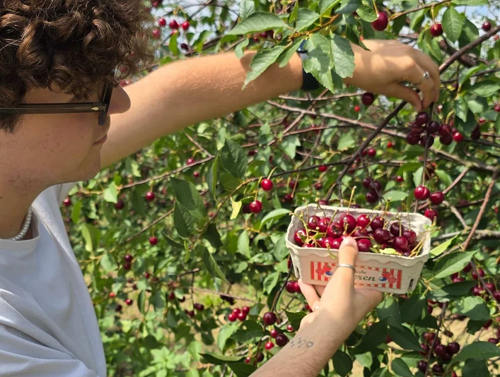Sauerkirschen ernten