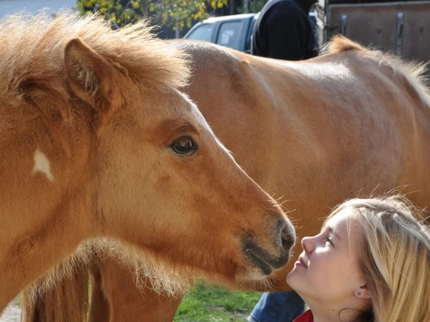Reiturlaub auf dem Rüsterhof
