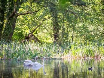 Schwäne im Park Bomsdorf
