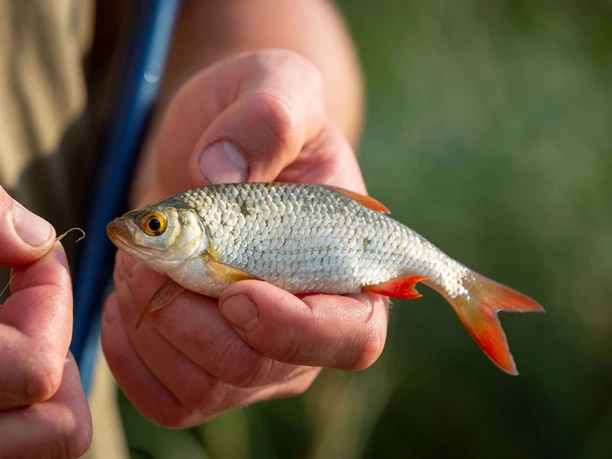 Weißfisch