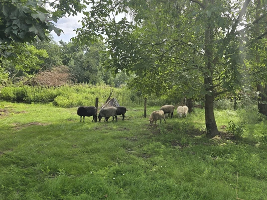 Erlenhof im Oderbruch