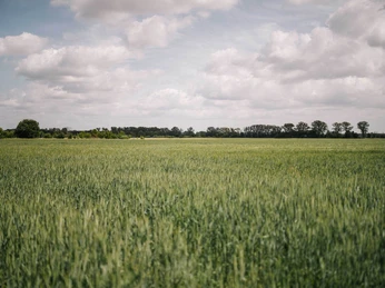 Weites Feld in Ebereschenhof