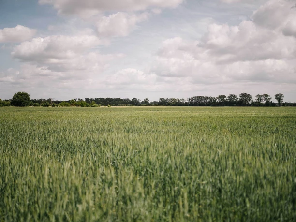 Weites Feld in Ebereschenhof