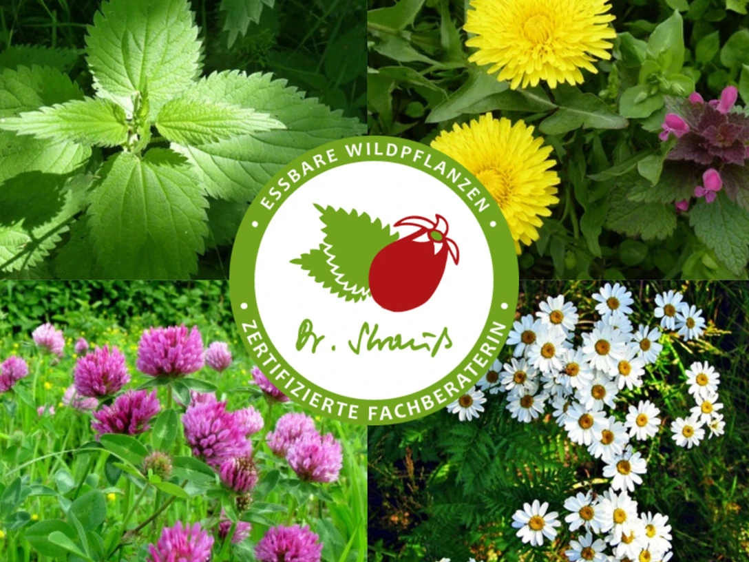 Wildpflanzen in Schwielowsee