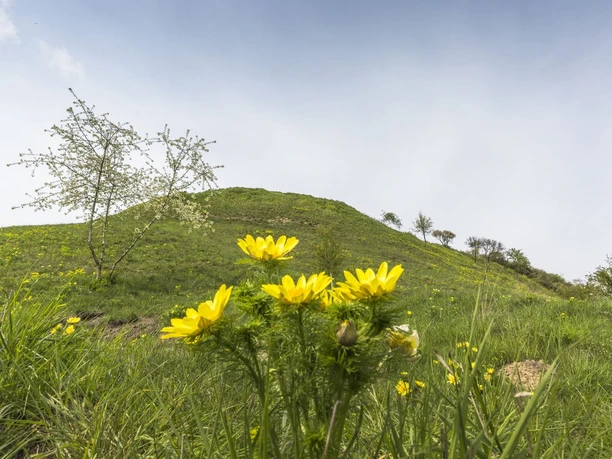 Adonisröschen bei Lebus