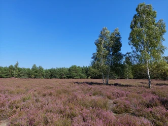Henzendorfer Heide