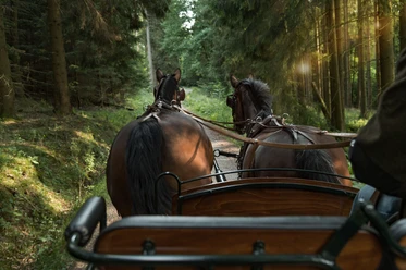 Pferdekutsche auf einem Waldweg