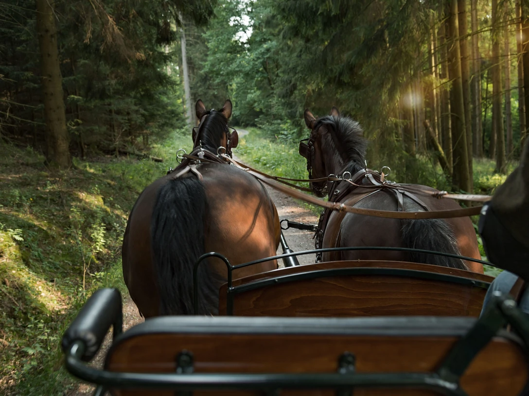 Pferdekutsche auf einem Waldweg