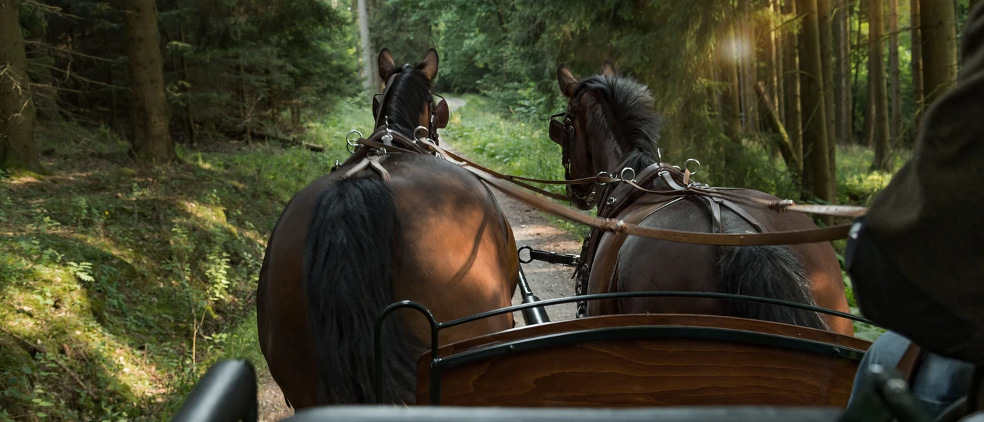 Pferdekutsche auf einem Waldweg