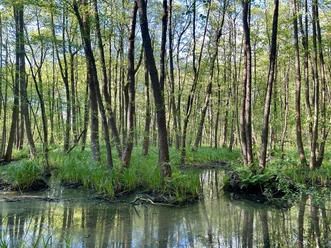Moorgebiet