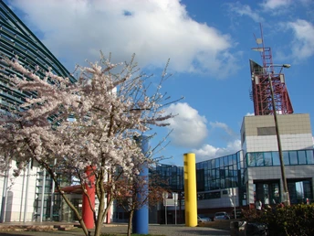 Collegium Polonicum wiosna