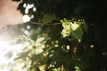 Wein an der Rebe