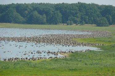 Gülper See