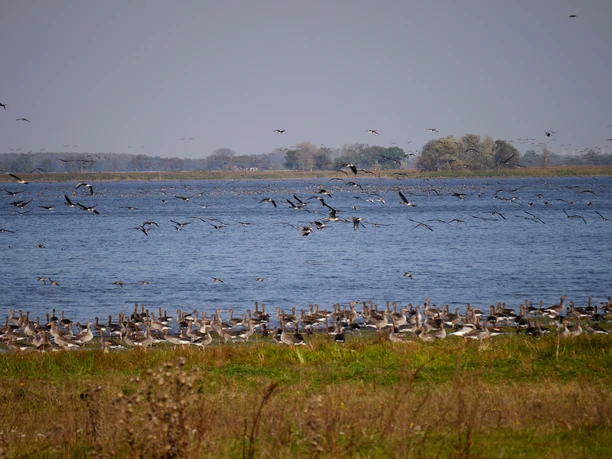 Vogelzug am Gülper See