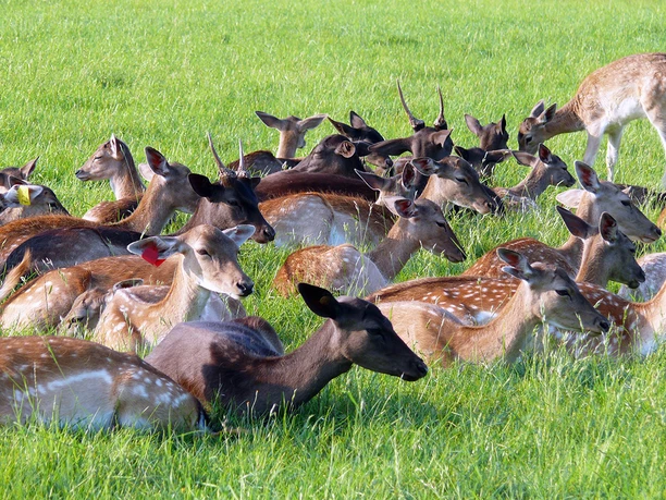 Hirschkoppel in Paulshof