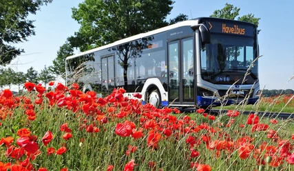 Havelbus am Mohnfeld