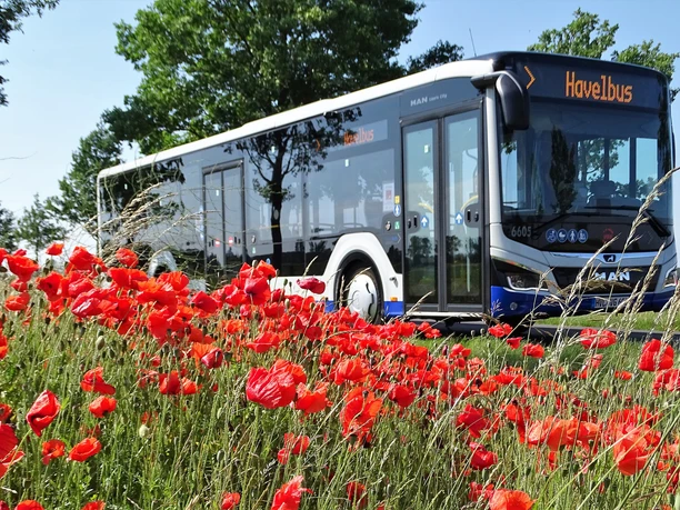 Havelbus am Mohnfeld