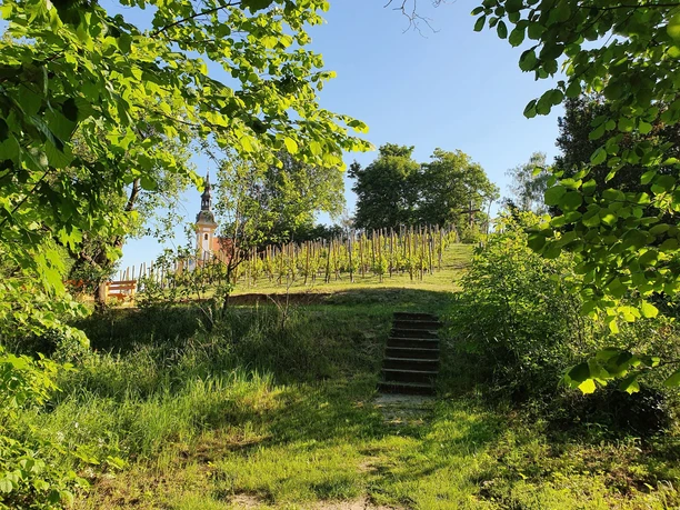 Neuzeller Weinberg