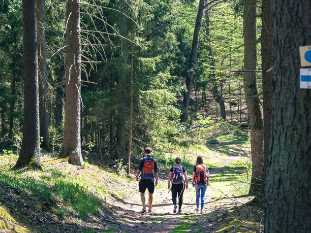 Nadelwald im Gamengrund auf dem 66-Seen-Wanderweg