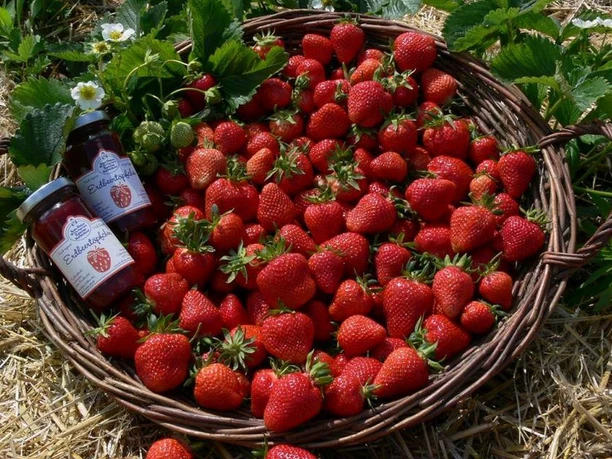 Erdbeeren aus Klaistow