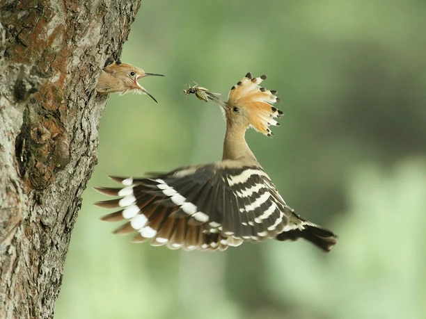 Vogelnest