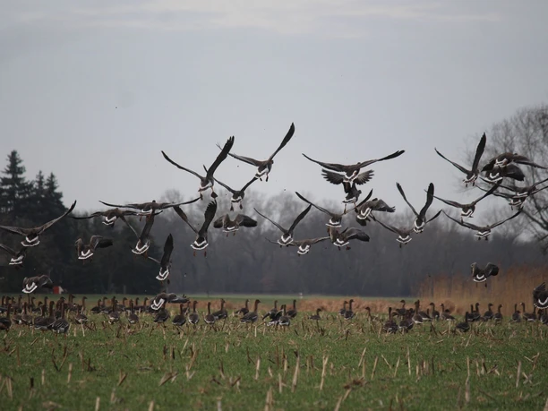 Fliegende Gänse