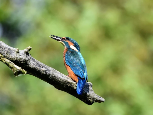 Eisvogel