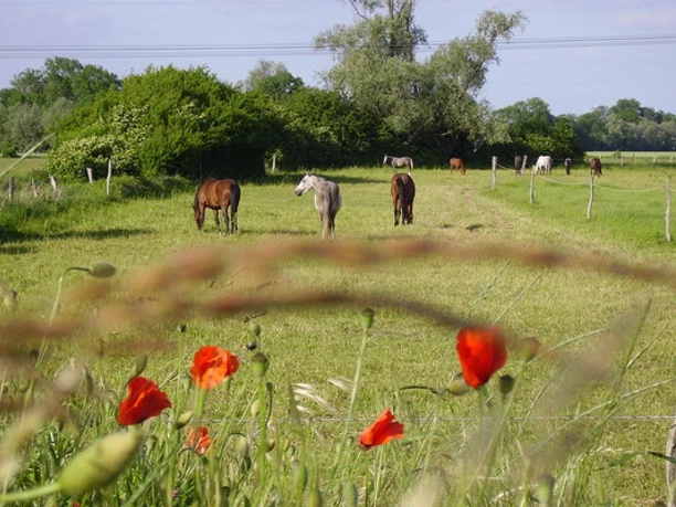 Foto: Shagya-Araber-Gestüt "Eichenhof"