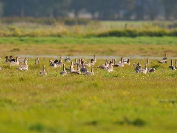 Am Vogelbeobachtungsturm Stangenhagen