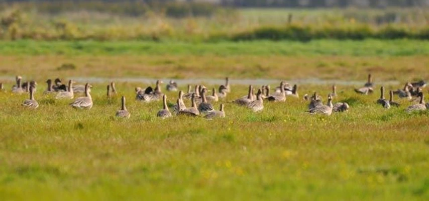 Am Vogelbeobachtungsturm Stangenhagen