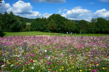 Golfclub Rickenbach
