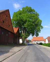Immensen Linde