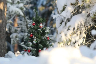 Waldweihnachten