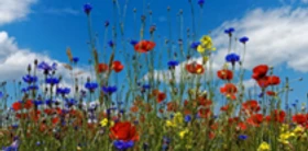 Kräuterwanderung Zenger