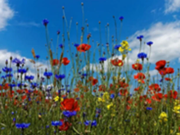 Kräuterwanderung Zenger