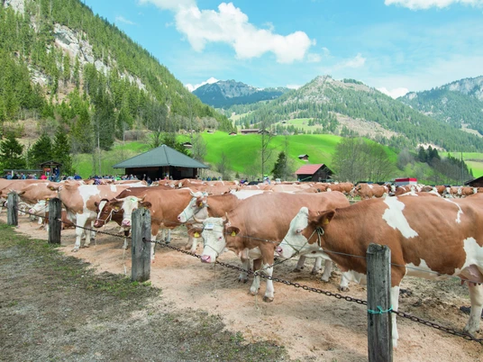 Bildarchiv Tourismus & Naturpark Diemtigtal 26