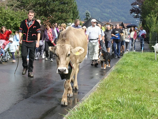 Alpabzug in Bönigen