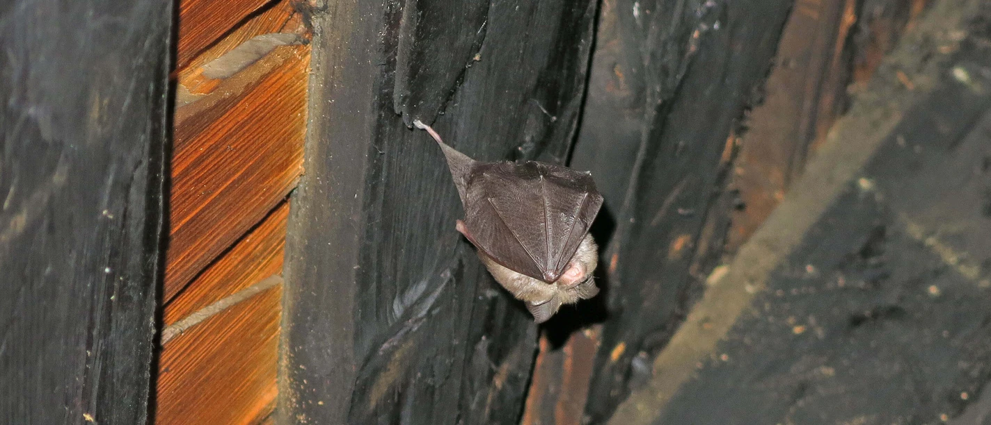 Fledermaus im Dach2 web