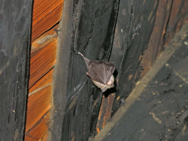 Fledermaus im Dach2 web