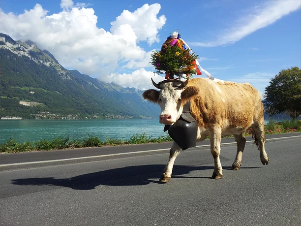 Geschmückte Kuh unterwegs am Brienzersee