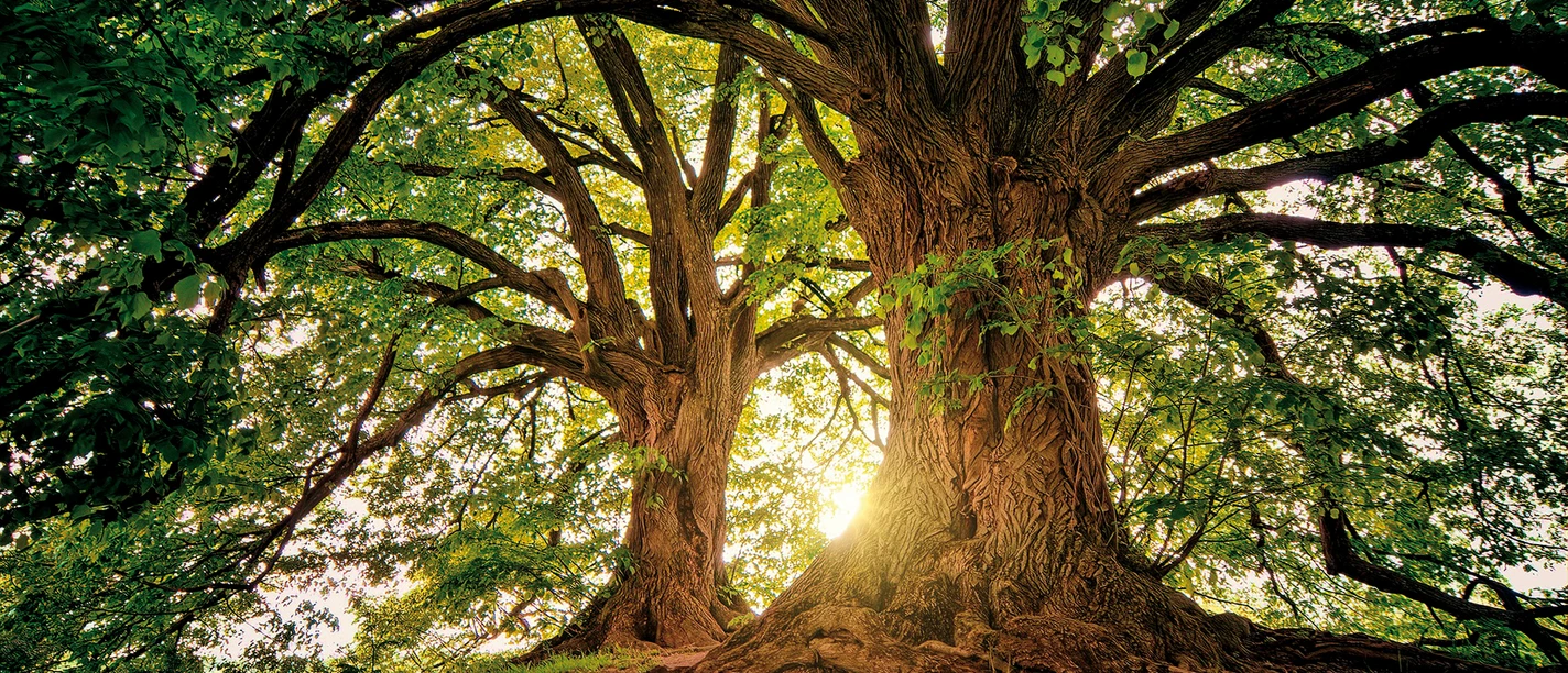 Waldbaden und Baumrituale